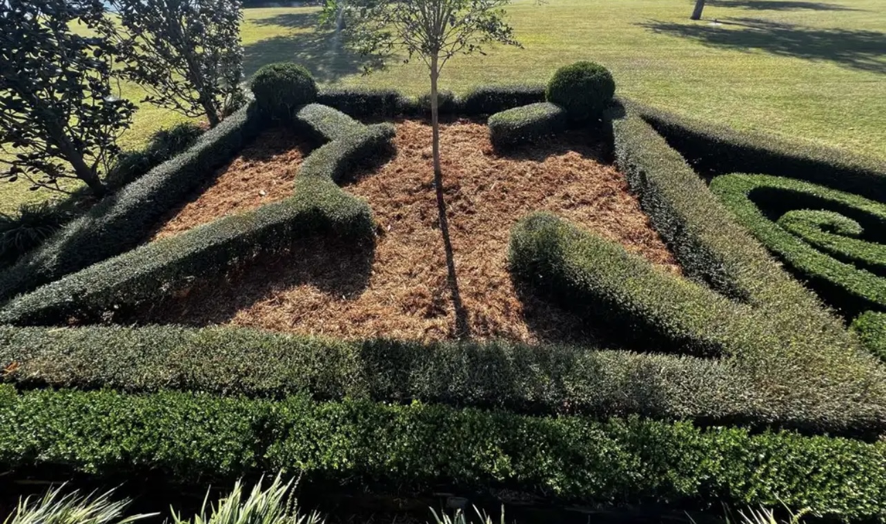 Freshly mulched bed with young plants